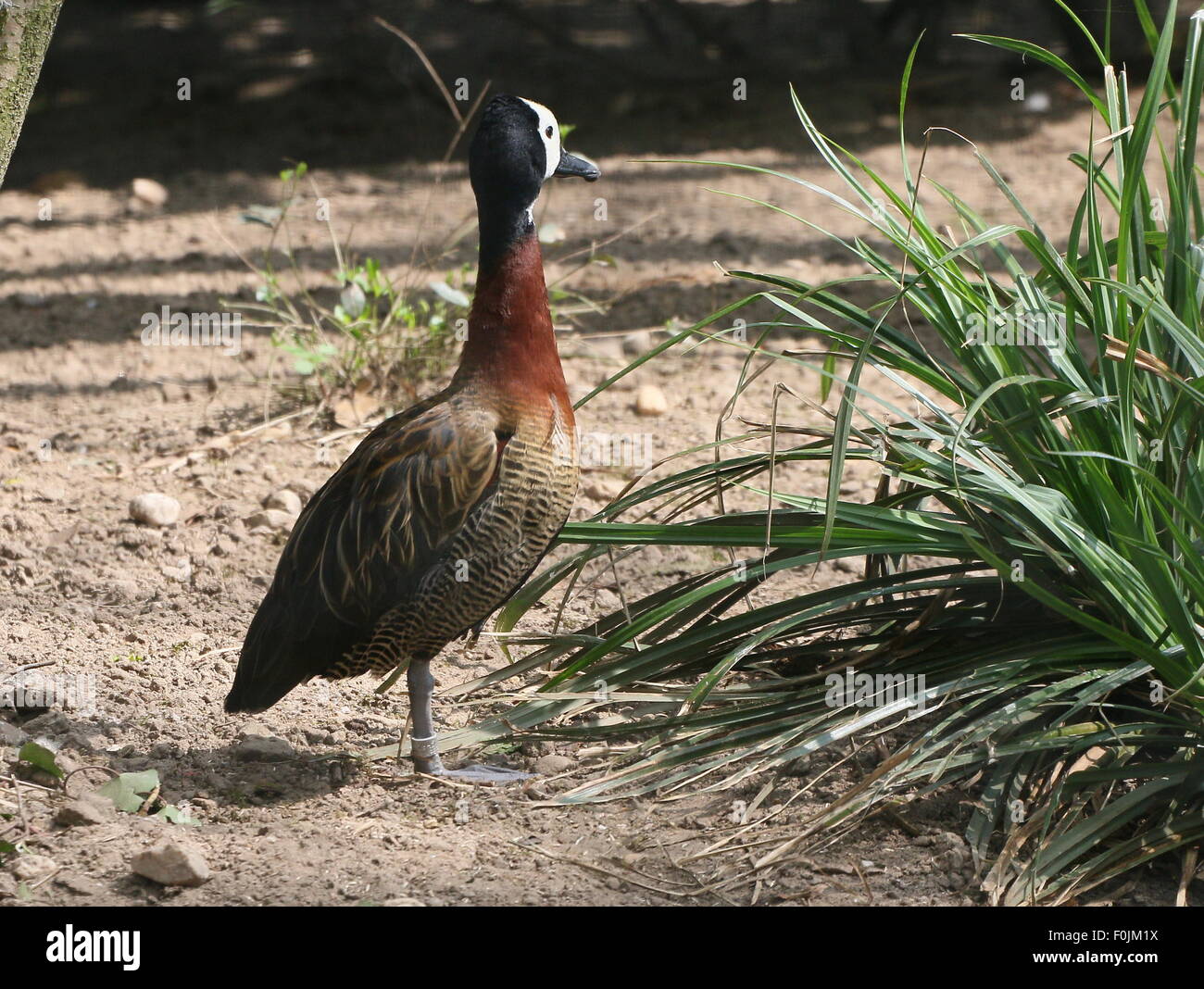 Tropical White-faced whistling duck (Dendrocygna viduata), native to sub-Saharan Africa and much of South America. Stock Photo