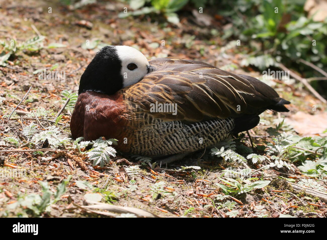 Tropical White-faced whistling duck (Dendrocygna viduata), native to sub-Saharan Africa and much of South America. Stock Photo