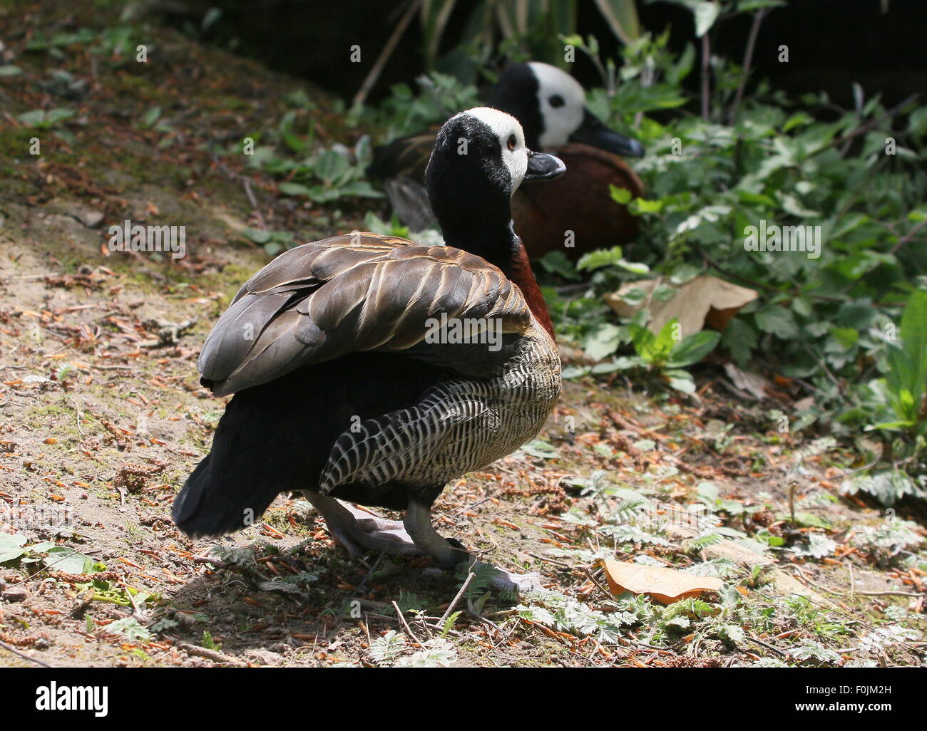 Two Tropical White-faced whistling ducks (Dendrocygna viduata), native to sub-Saharan Africa and much of South America. Stock Photo