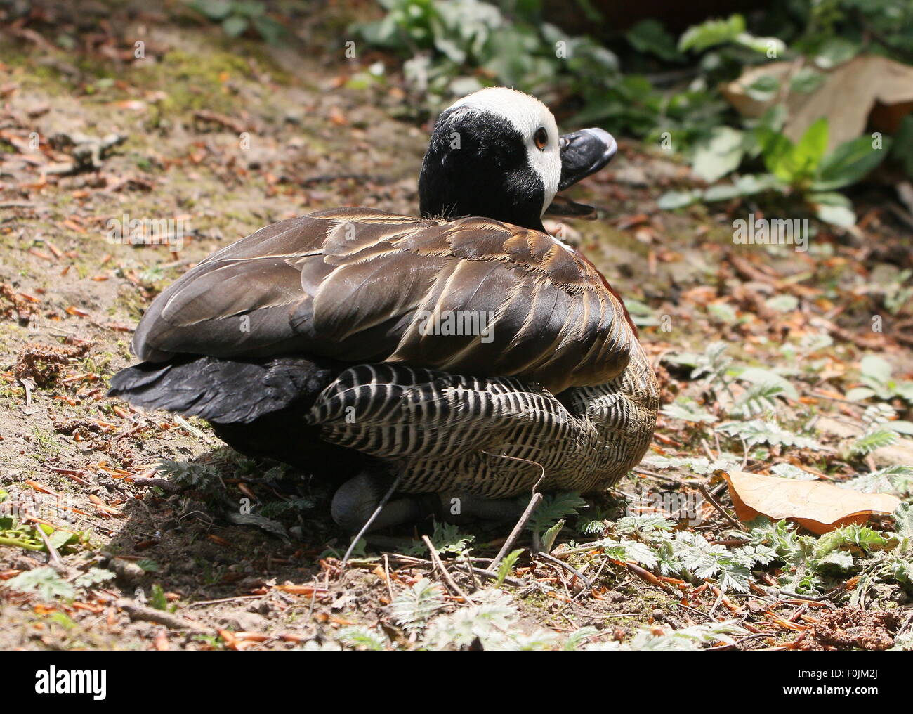 Quacking South American White-faced whistling duck (Dendrocygna viduata) Stock Photo