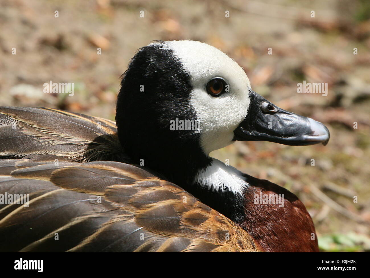 Closeup of the head of a White-faced whistling duck (Dendrocygna viduata), native to sub-Saharan Africa & South America. Stock Photo
