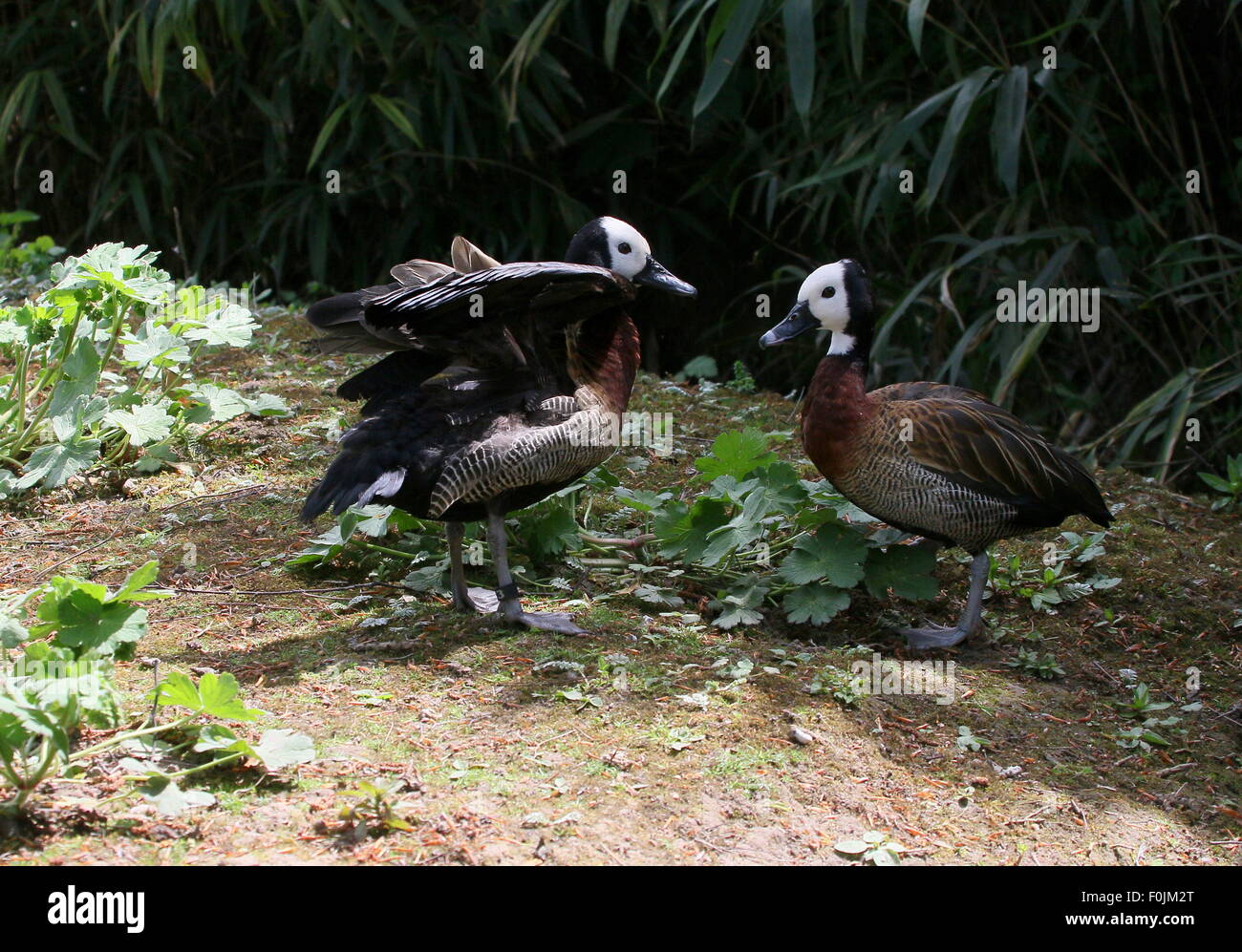 Pair of tropical White-faced whistling ducks (Dendrocygna viduata), native to sub-Saharan Africa & South America. Stock Photo