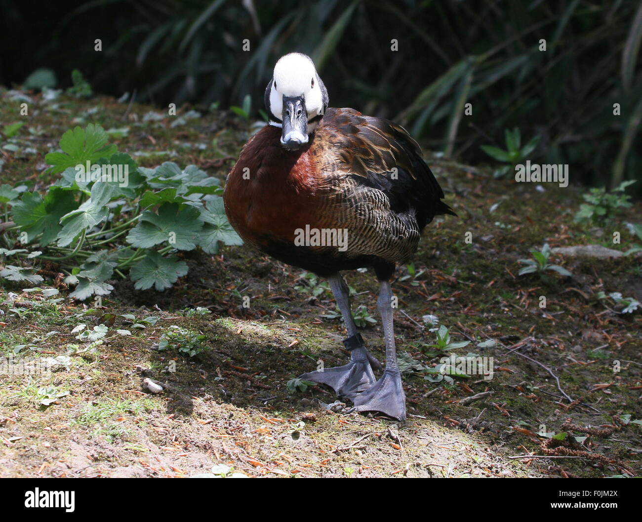 Tropical White-faced whistling duck (Dendrocygna viduata) facing the camera Stock Photo