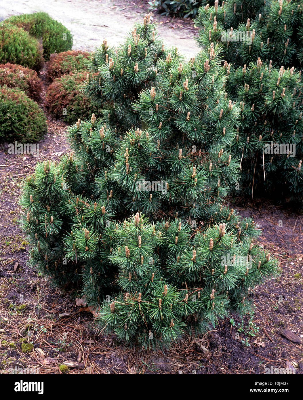Bergkiefer, Kiefer, Pinus mugo, Slavinii Stock Photo
