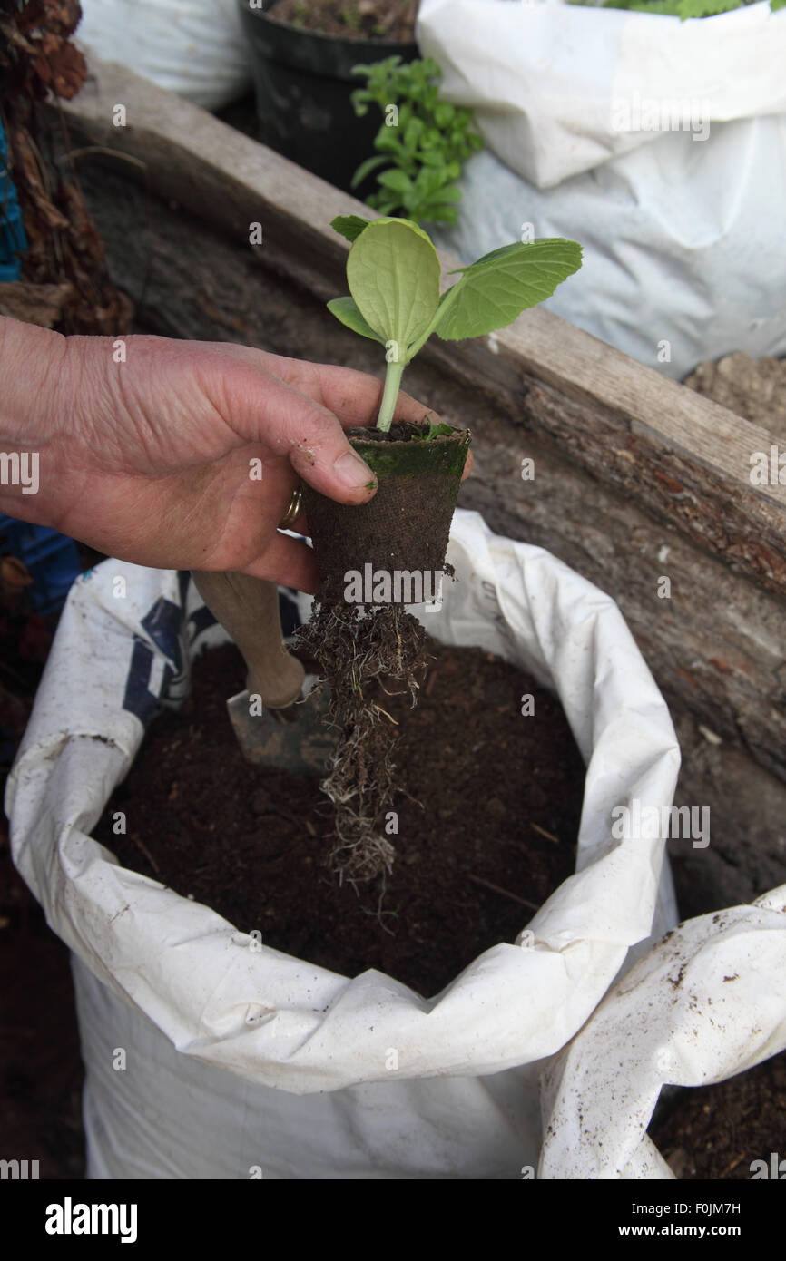 Transplanting courgettes into polythene bags step 2 make hole and take fibre pot Stock Photo