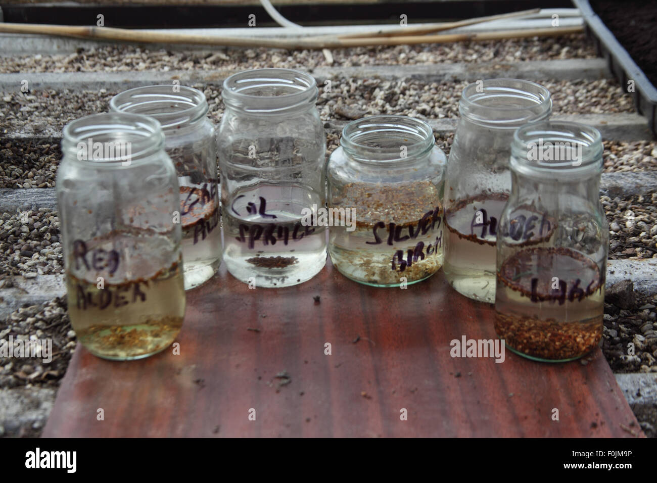 Growing trees requiring stratification step 3 soak the seeds for 24