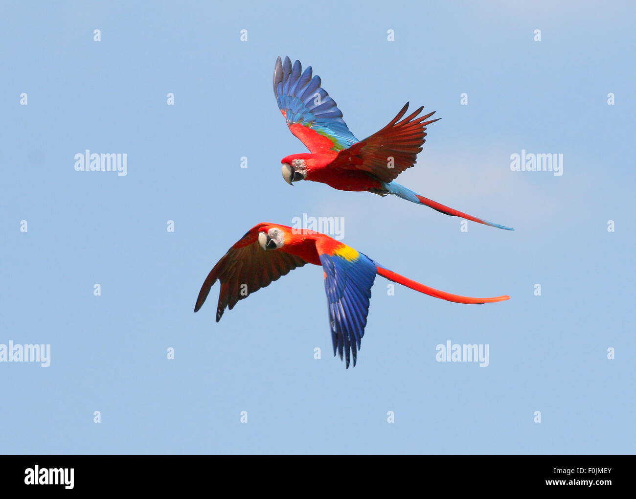 South American Scarlet macaw (Ara macao) together with  Red-and-green Macaw (Ara chloropterus)  in flight Stock Photo