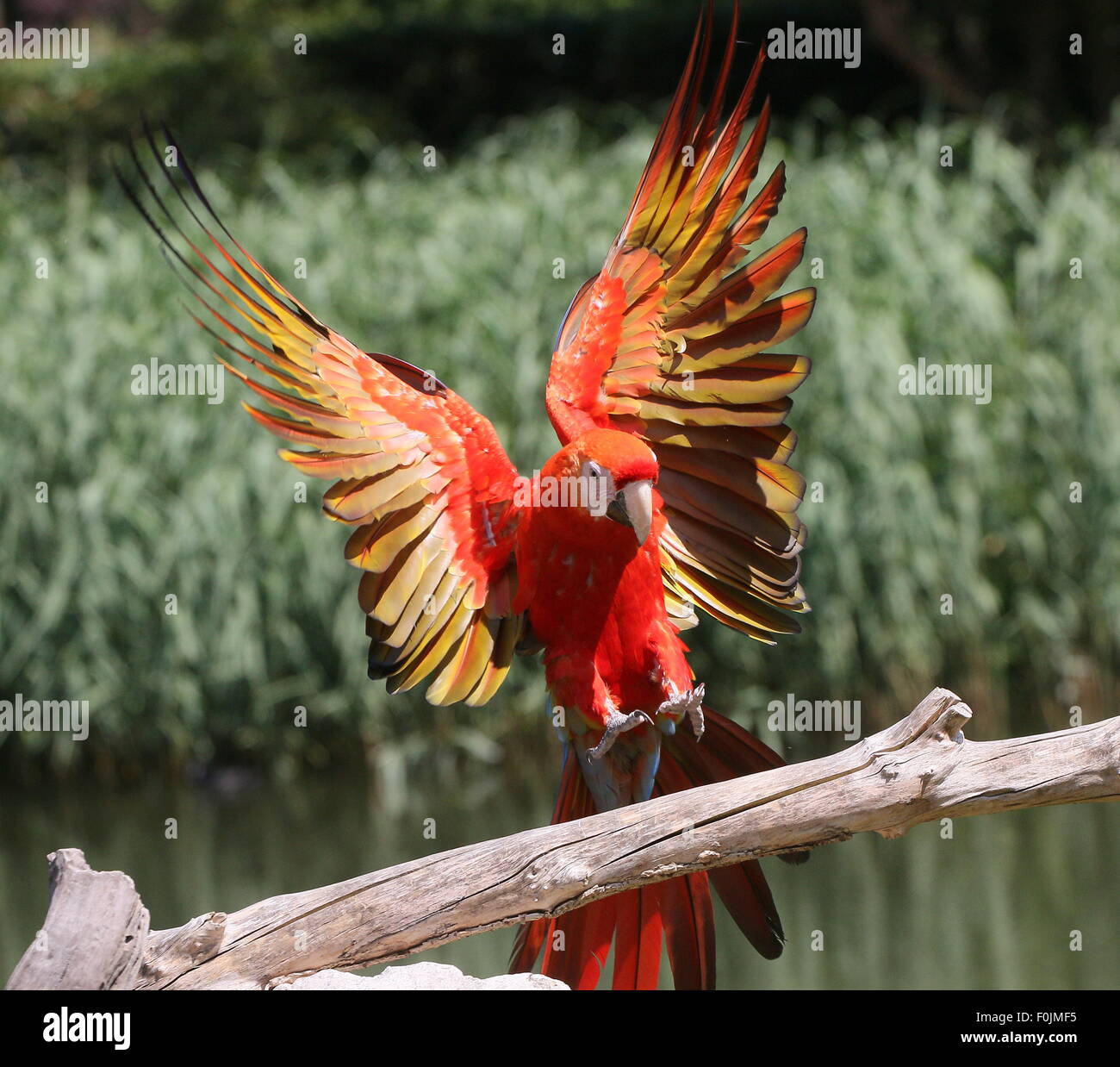 South American Scarlet macaw (Ara macao) in flight, incoming and landing on a branch, wings outstretched Stock Photo