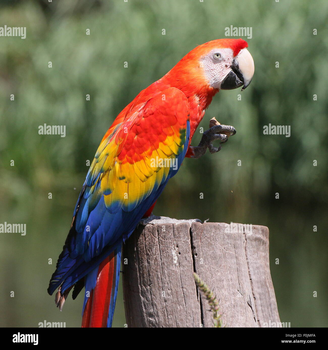 South American Scarlet macaw (Ara macao) posing on a pole. Seen in profile,  eating a nut Stock Photo - Alamy