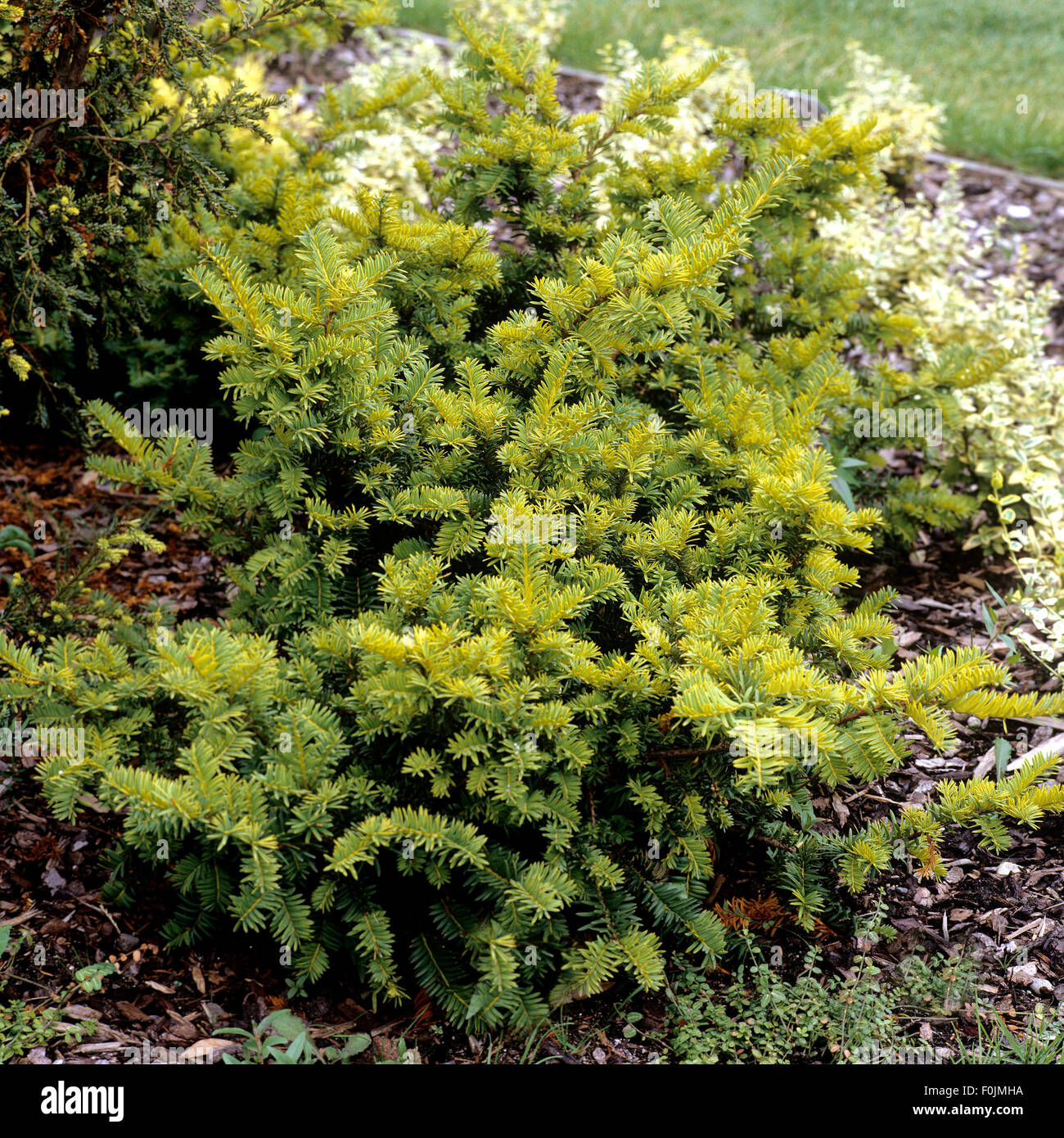 Straucheibe, Eibe, Taxus baccata, Washingtonii Stock Photo Alamy