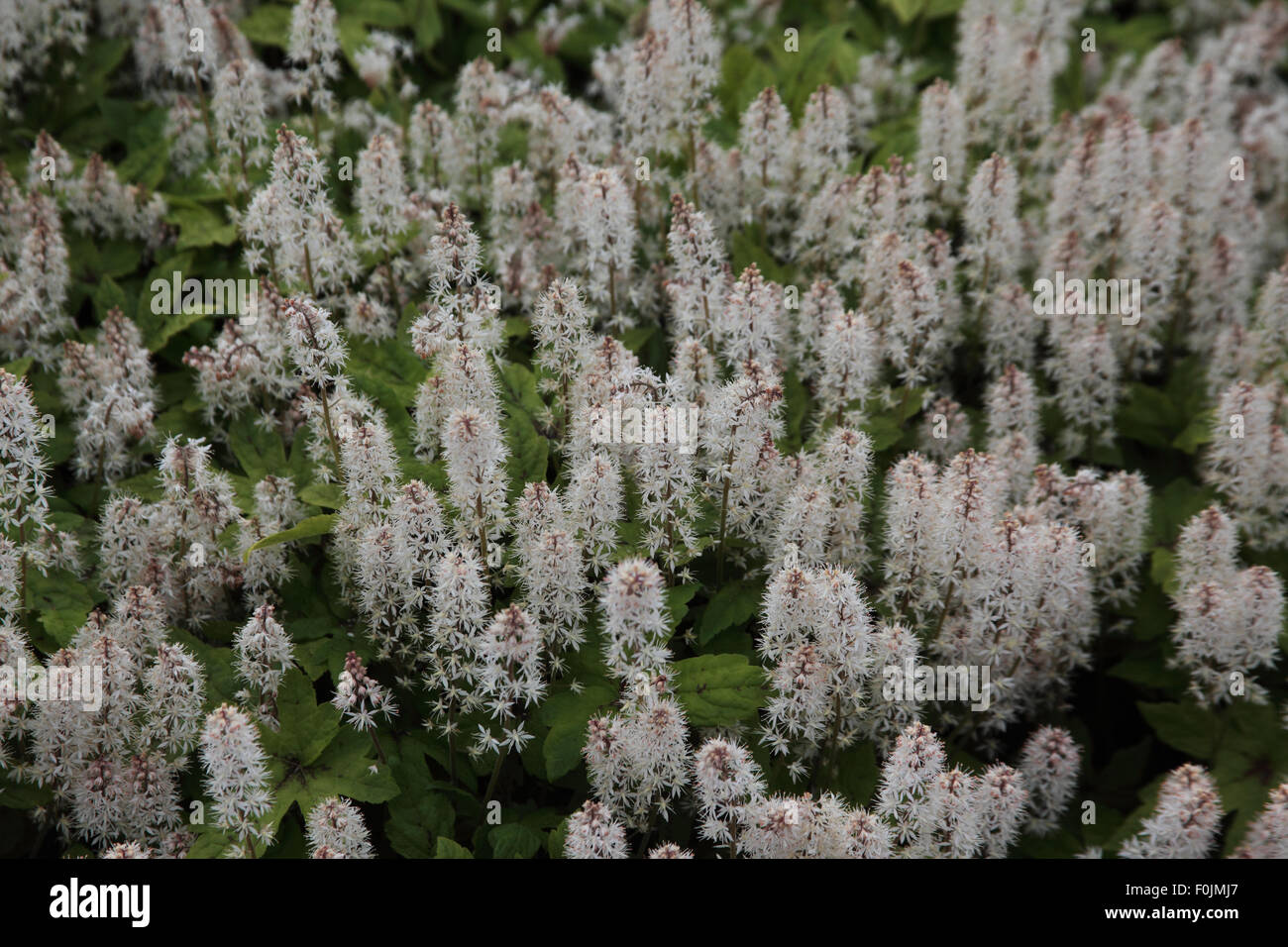 Tiarella 'Spring Symphony' plants in flower Stock Photo