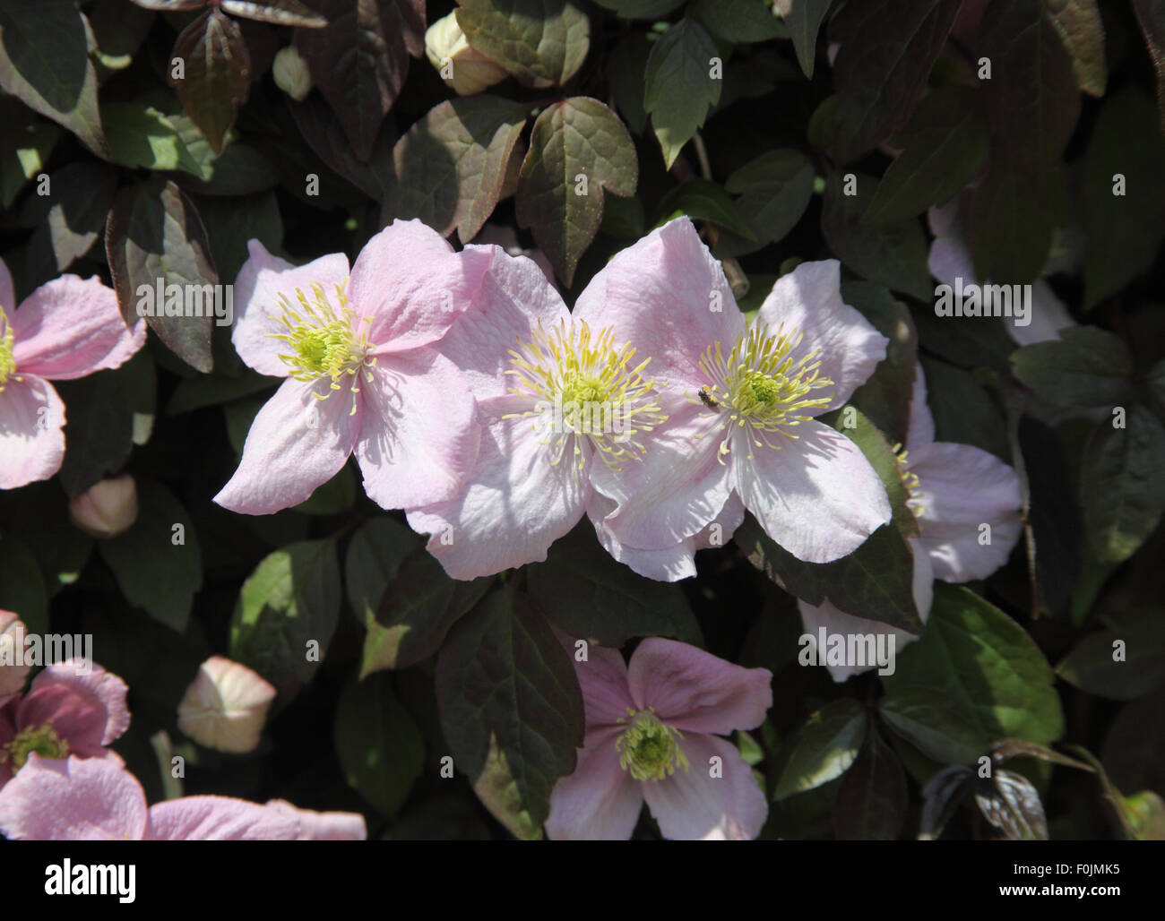 Clematis montana var Rubens 'Mayleen' close up of flowers Stock Photo