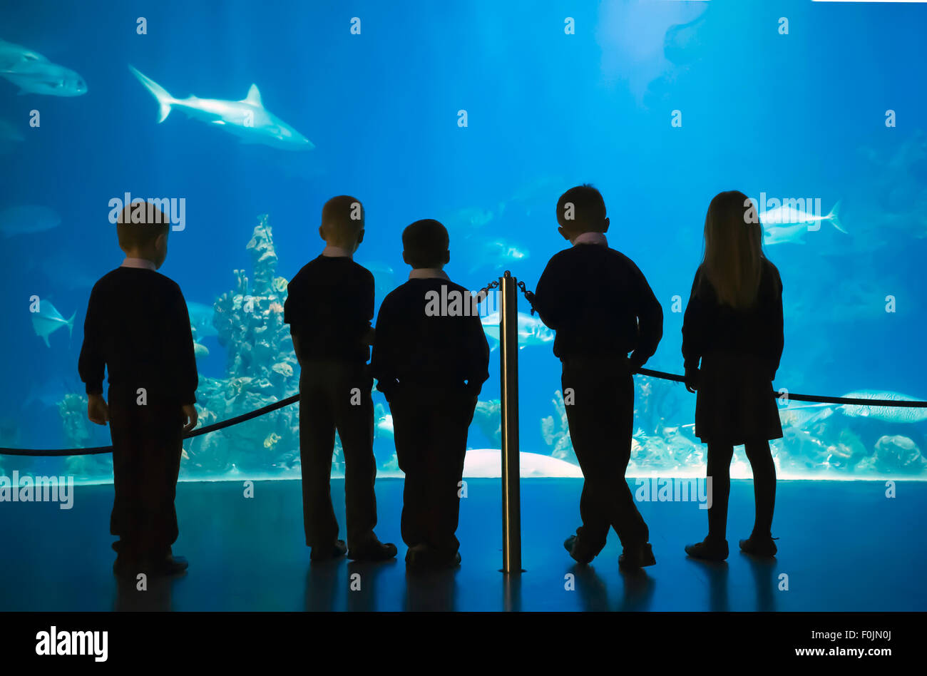 Five children in school uniform stand with their backs to camera looking at fish in a giant  tank at The Deep, Hull, East Yorskh Stock Photo