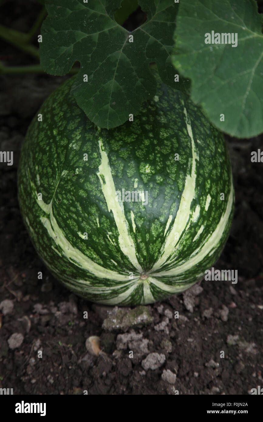 Cucurbita ficifolia Fig leaved gourd close up of mature fruit Stock Photo