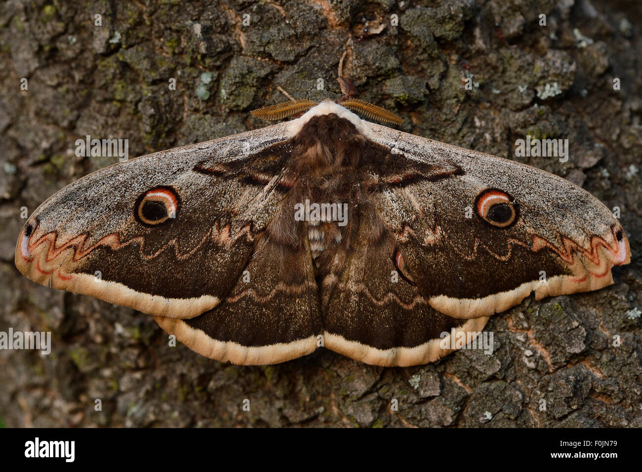 Giant peacock moth (Saturnia pyri) Studen Kladenets reserve, Eastern Rhodope Mountains, Bulgaria, May. Stock Photo