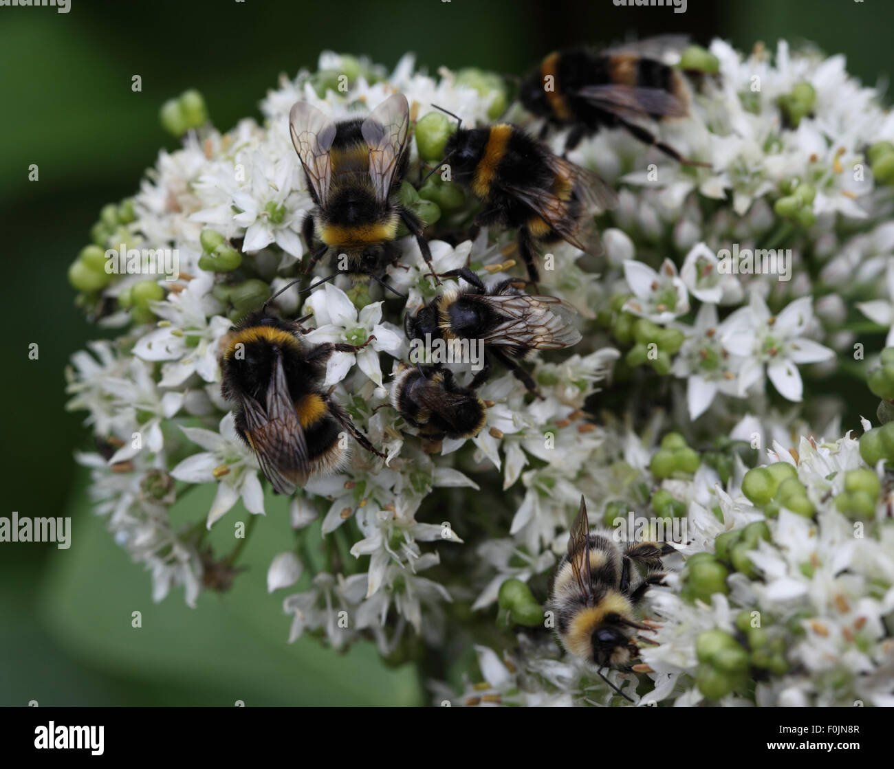 Bombus lucorum Buff tailed bumblebees taking nectar from Stock Photo