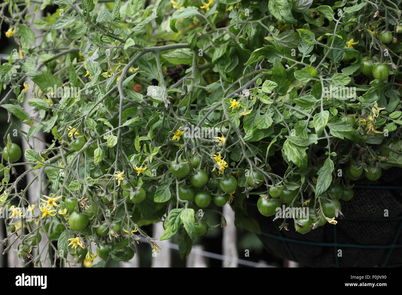 Lycopersicum esculentum 'Tumbling Tom Red' Tomato close up of plant Stock Photo