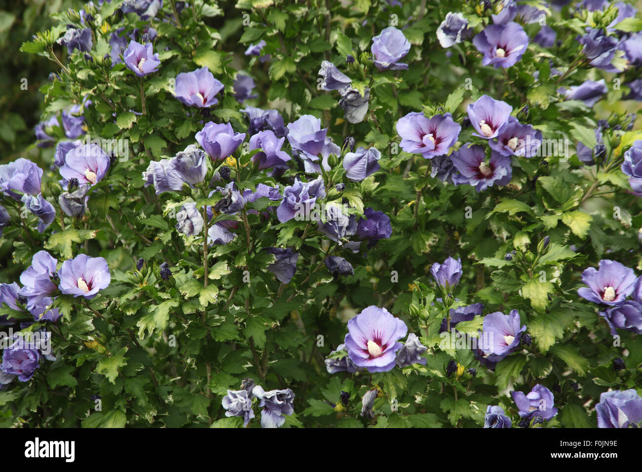 Hibiscus syriacus 'Oiseau Bleu' shrub in flower Stock Photo