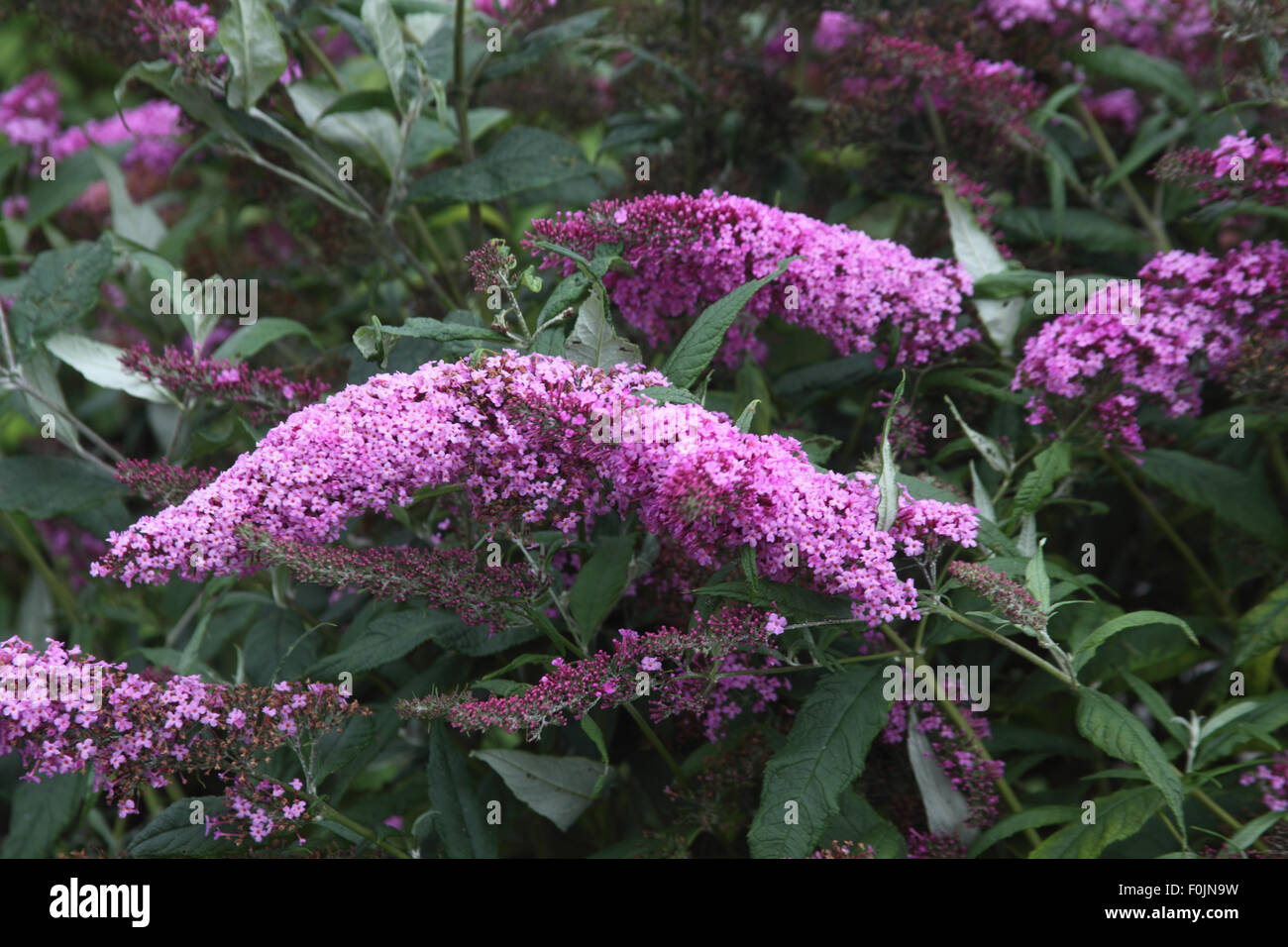 Buddleja davidii 'Pink Delight' shrub in flower close up Stock Photo