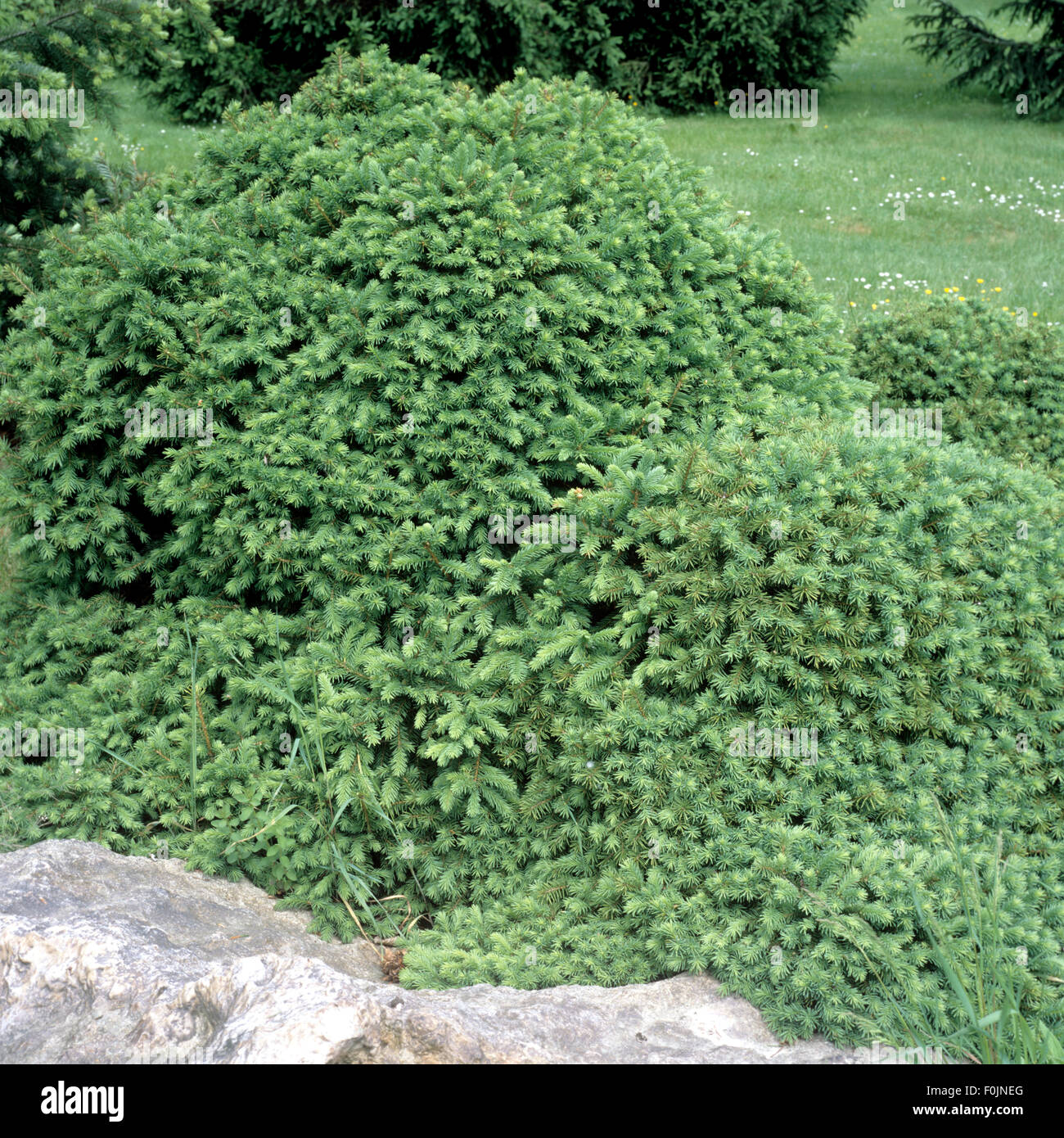 Fichte Hybrid, Picea, mariorika, Boom, Echiniformis Stock Photo