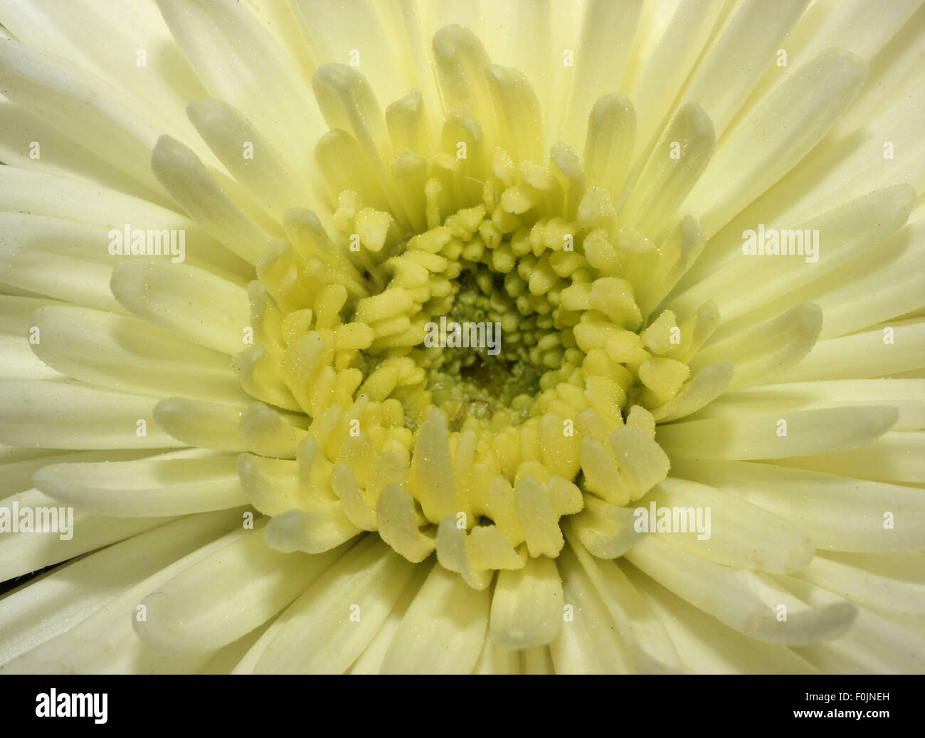 close up of a large white flower Stock Photo Alamy
