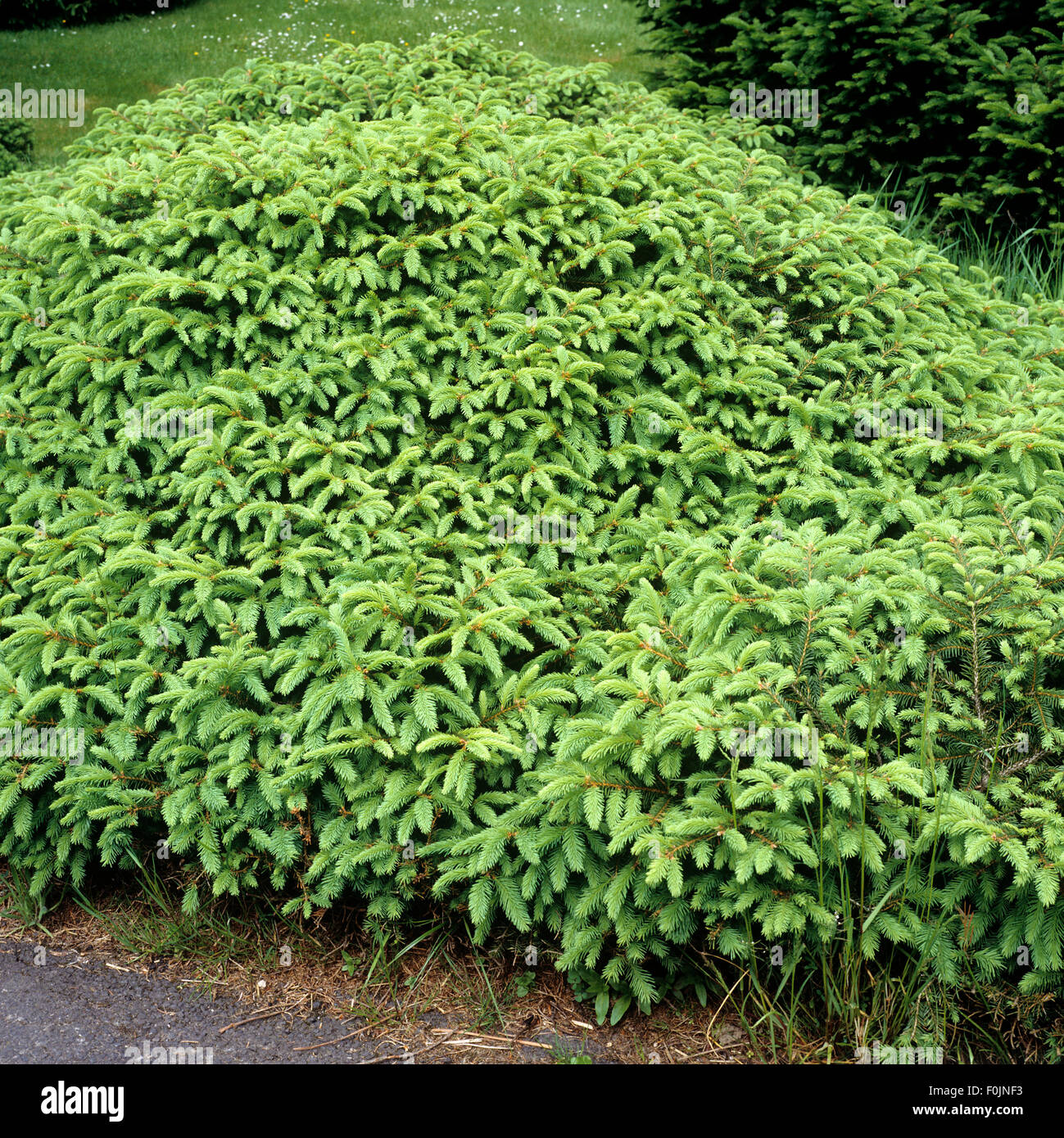 Fichte, Picea abies, Procumbens Stock Photo