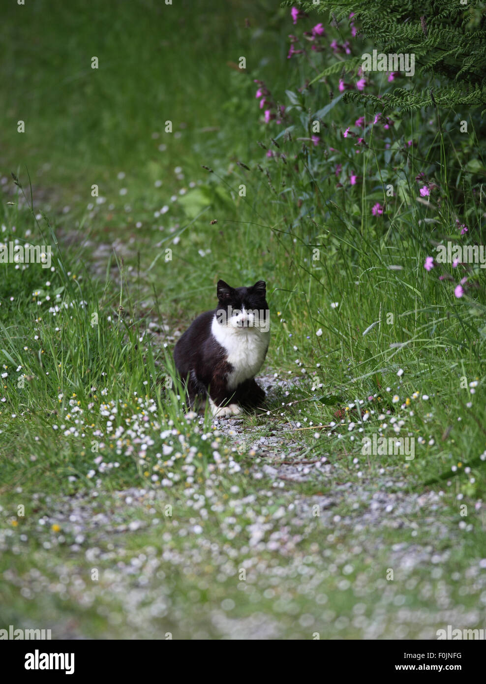 Domestic cat feral siting on path amongst summer flowers Stock Photo