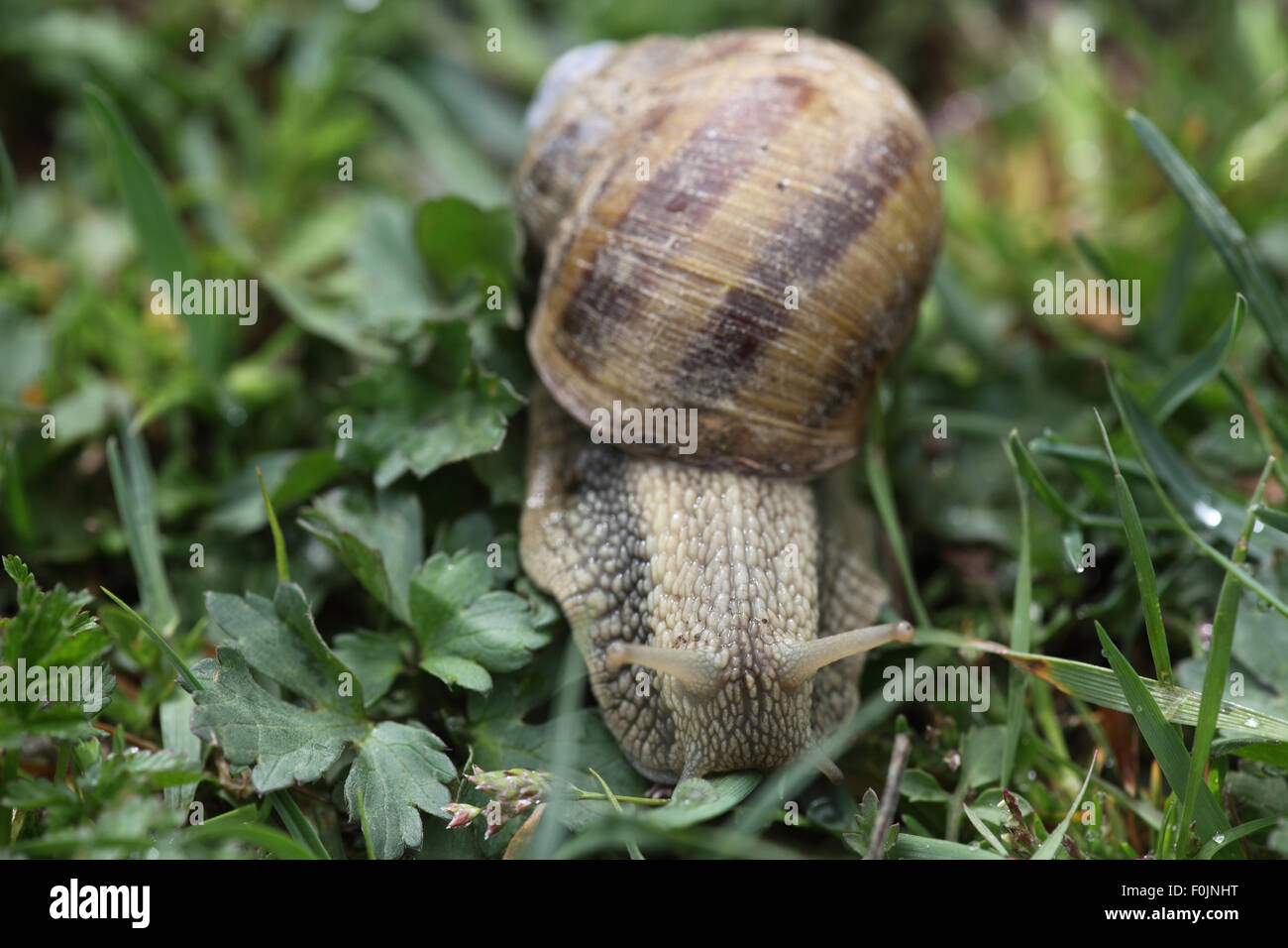 Roman snail Helix pomatia on grass front view Stock Photo