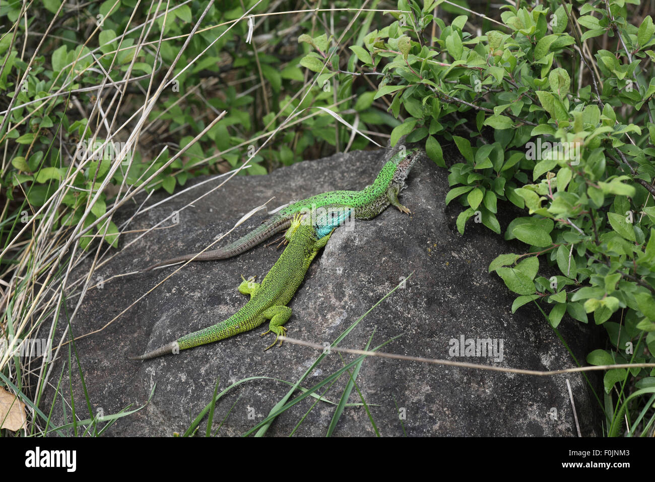 Lacerta viridis Green lizard pair basking on rock Stock Photo