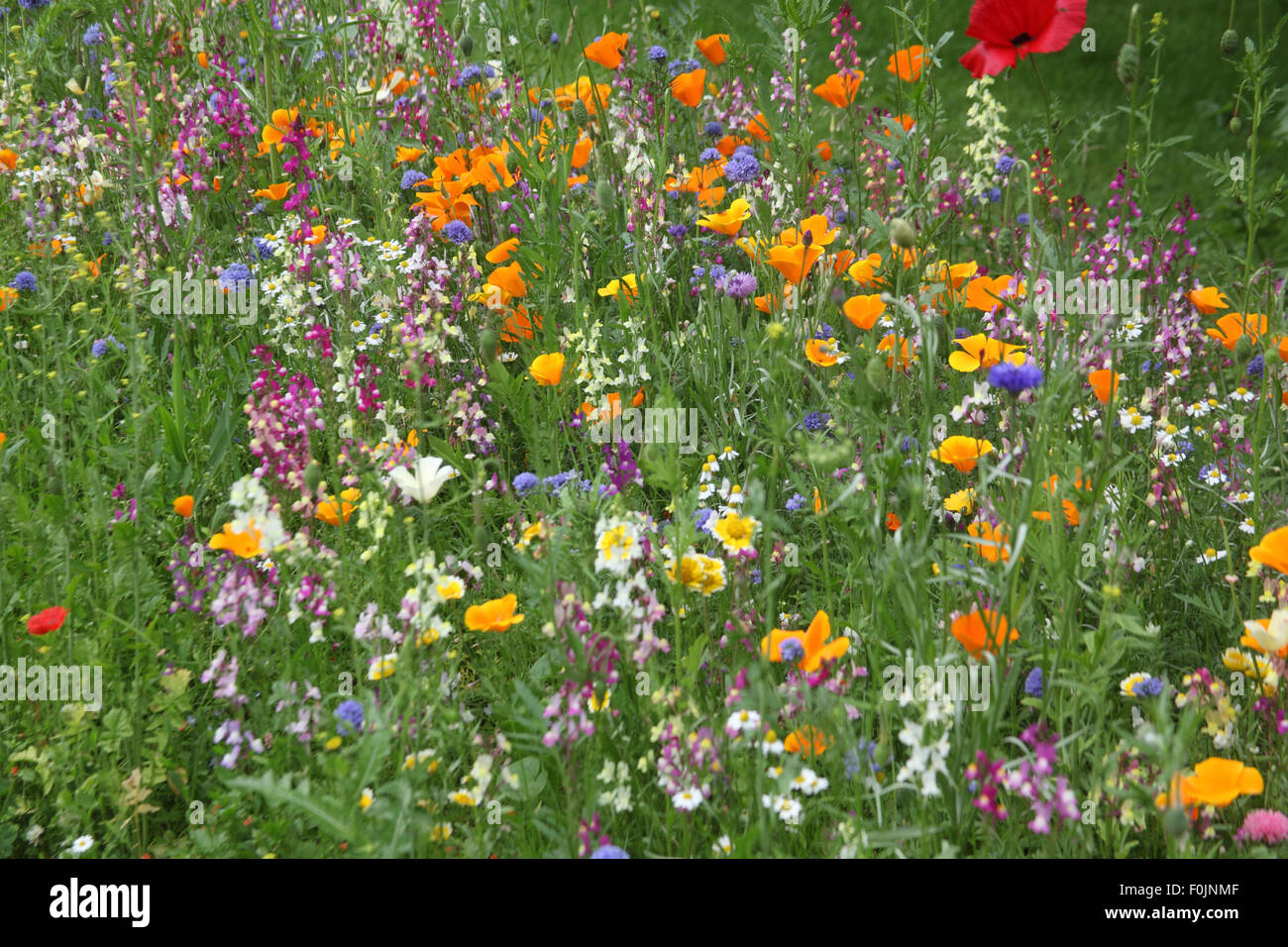 Annual wildflower meadow using commercial seed Stock Photo Alamy