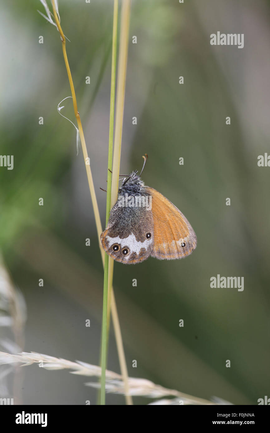 Pearly heath Coenonympha arcana at rest on grass stalk Stock Photo