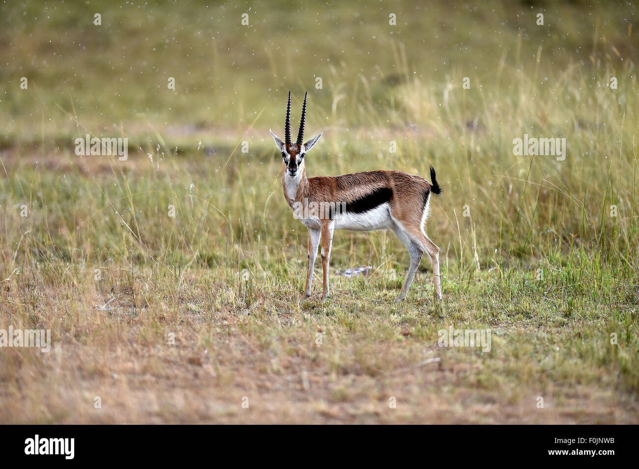 Gazelle stands hi-res stock photography and images - Alamy