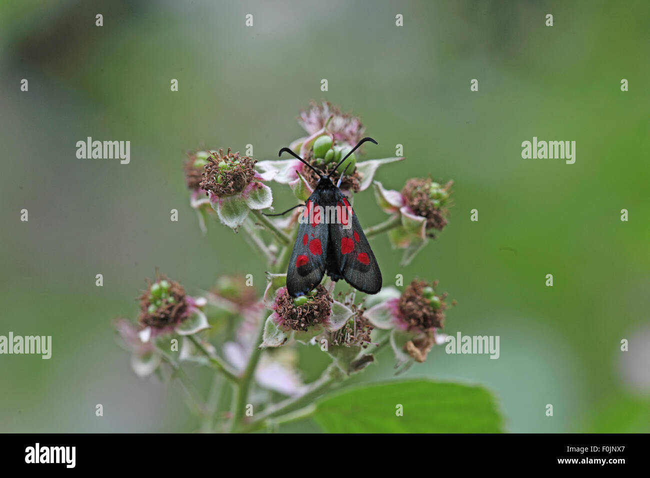 Five spot burnet Zygaena trifolii  feeding on blackberry flowers Stock Photo