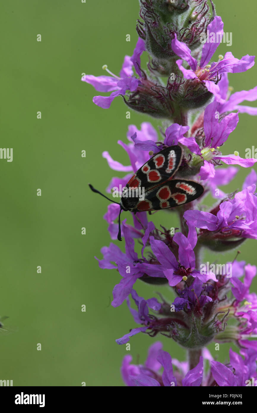 Eastern hires stock photography and images Alamy