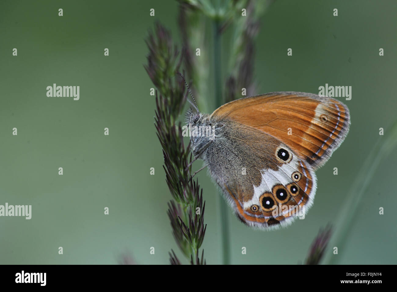 Pearly heath Coenonympha arcania  at rest on grass stalk Stock Photo