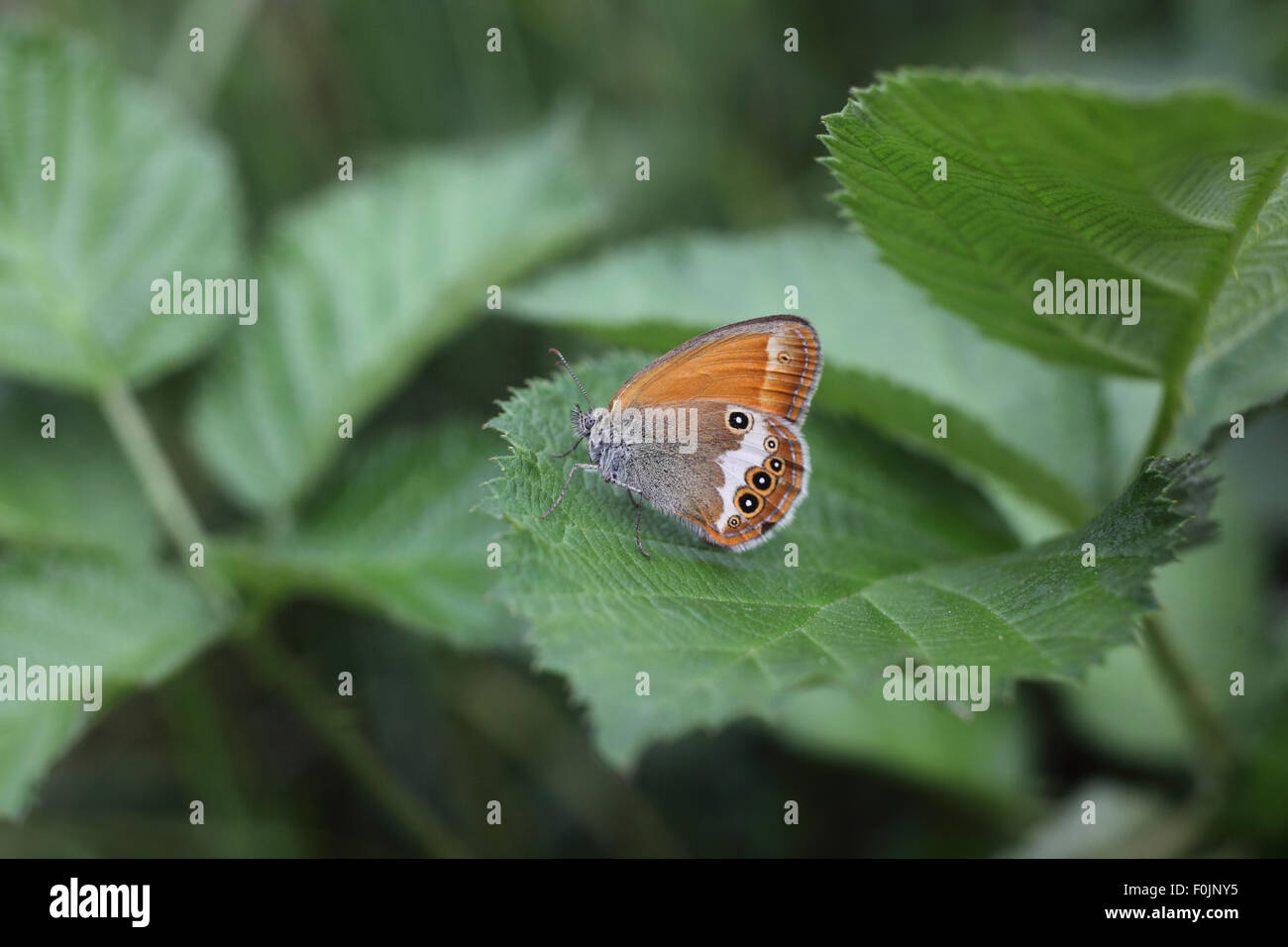 Pearly heath Coenonympha arcania at rest on bramble leaf Stock Photo