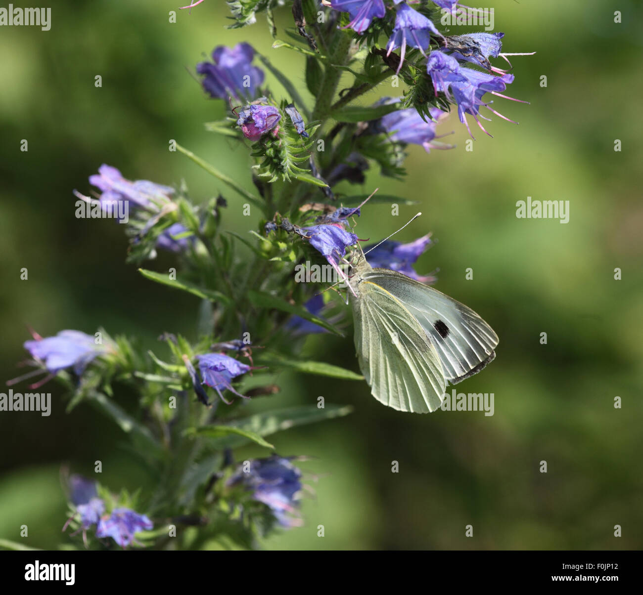 Large white Pieris brassicae taking nectar from vipers bugloss Stock Photo