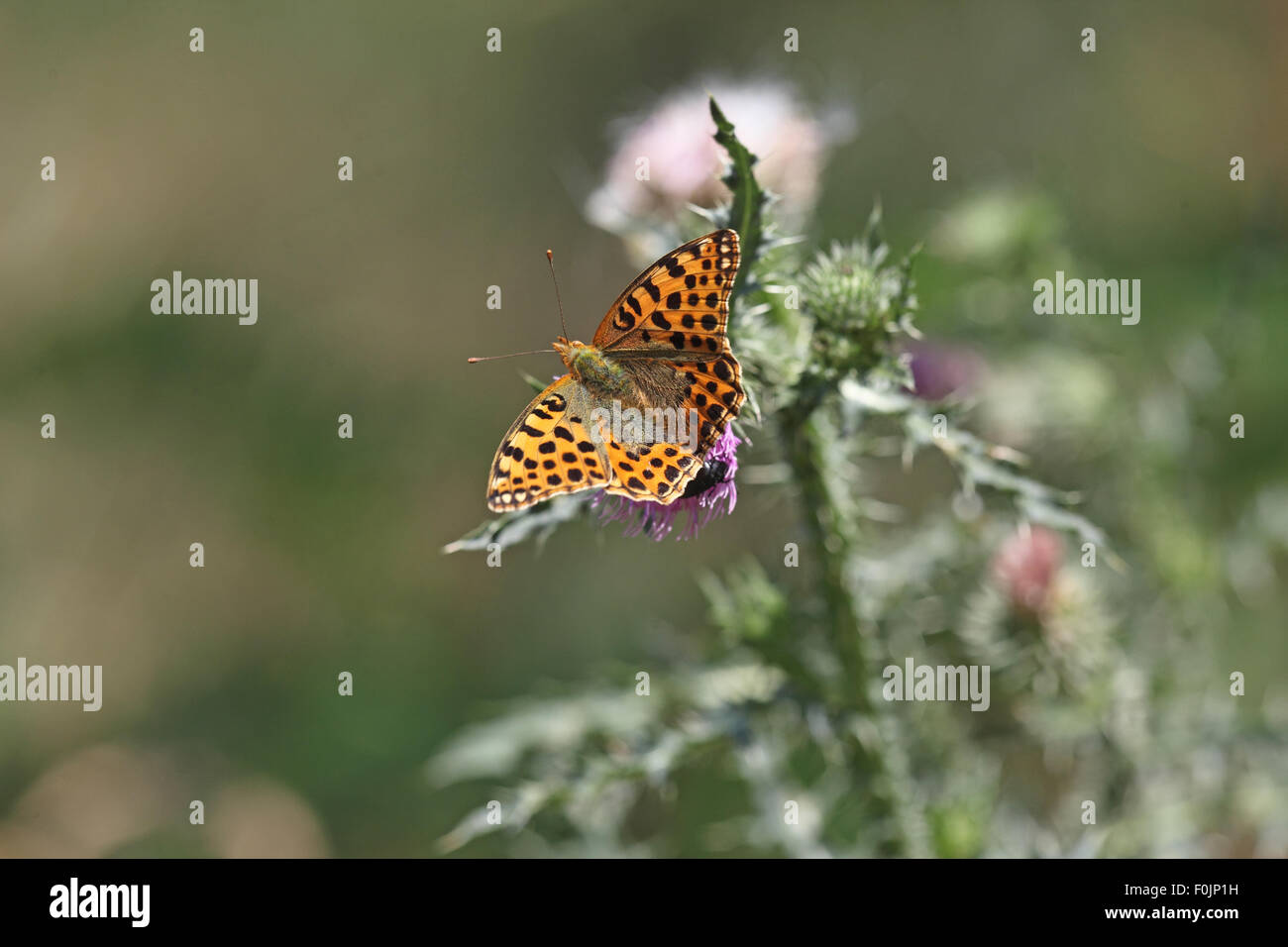 Queen of Spain fritillary Issoria lithonia taking nectar from thistle Stock Photo
