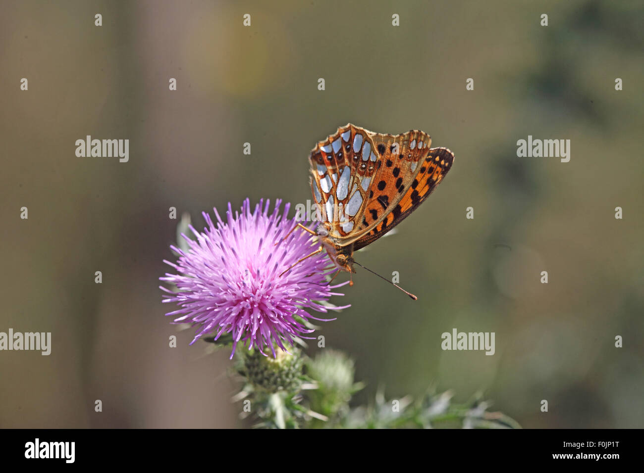 Queen of Spain fritillary Issoria lithonia taking nectar from thistle Stock Photo