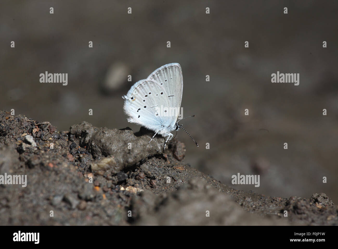 Short tailed blue Cupido argiades taking food from damp soil Stock Photo