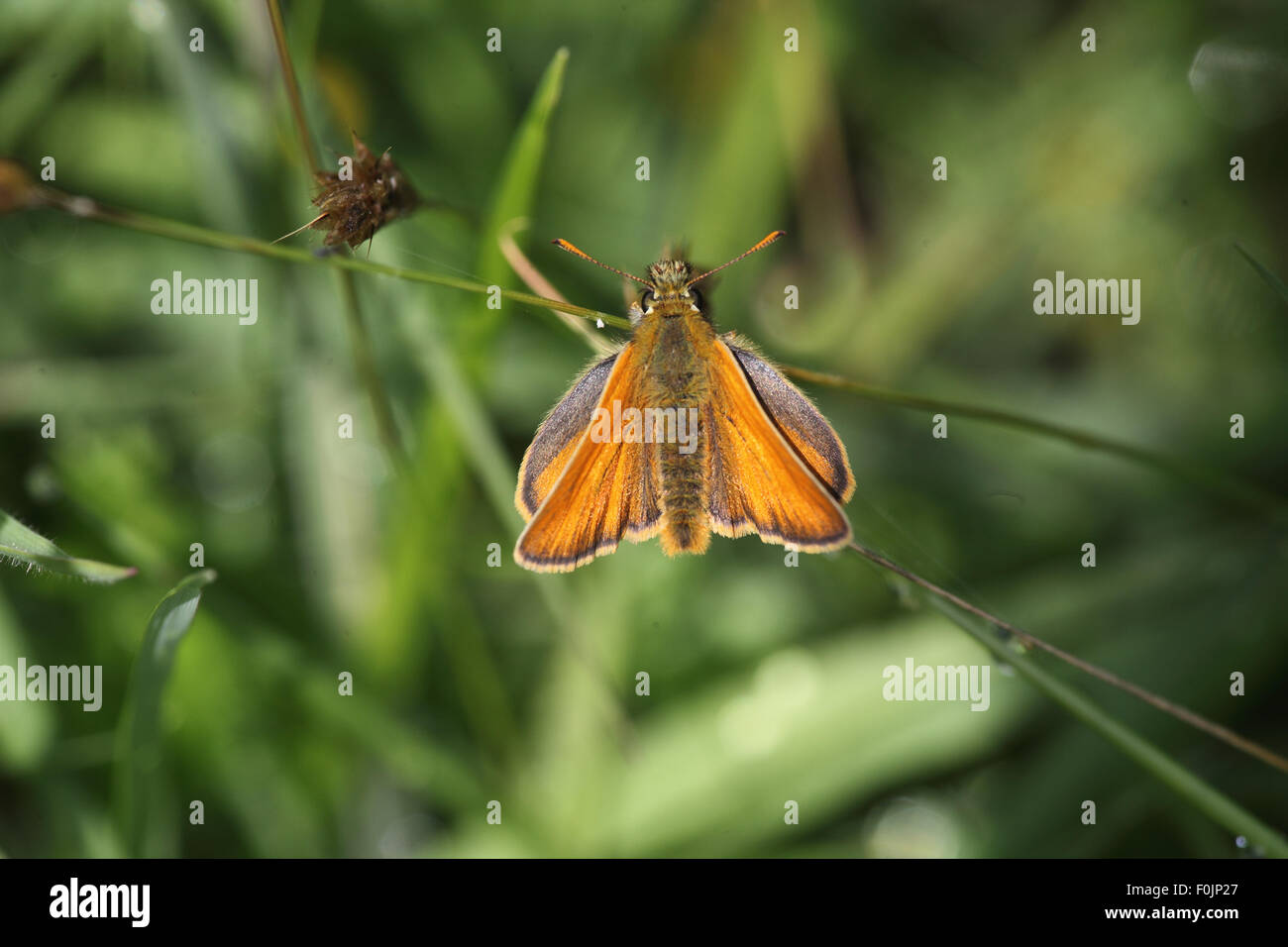 Large skipper (Ochlodes venata) female at rest on grass stem Stock Photo