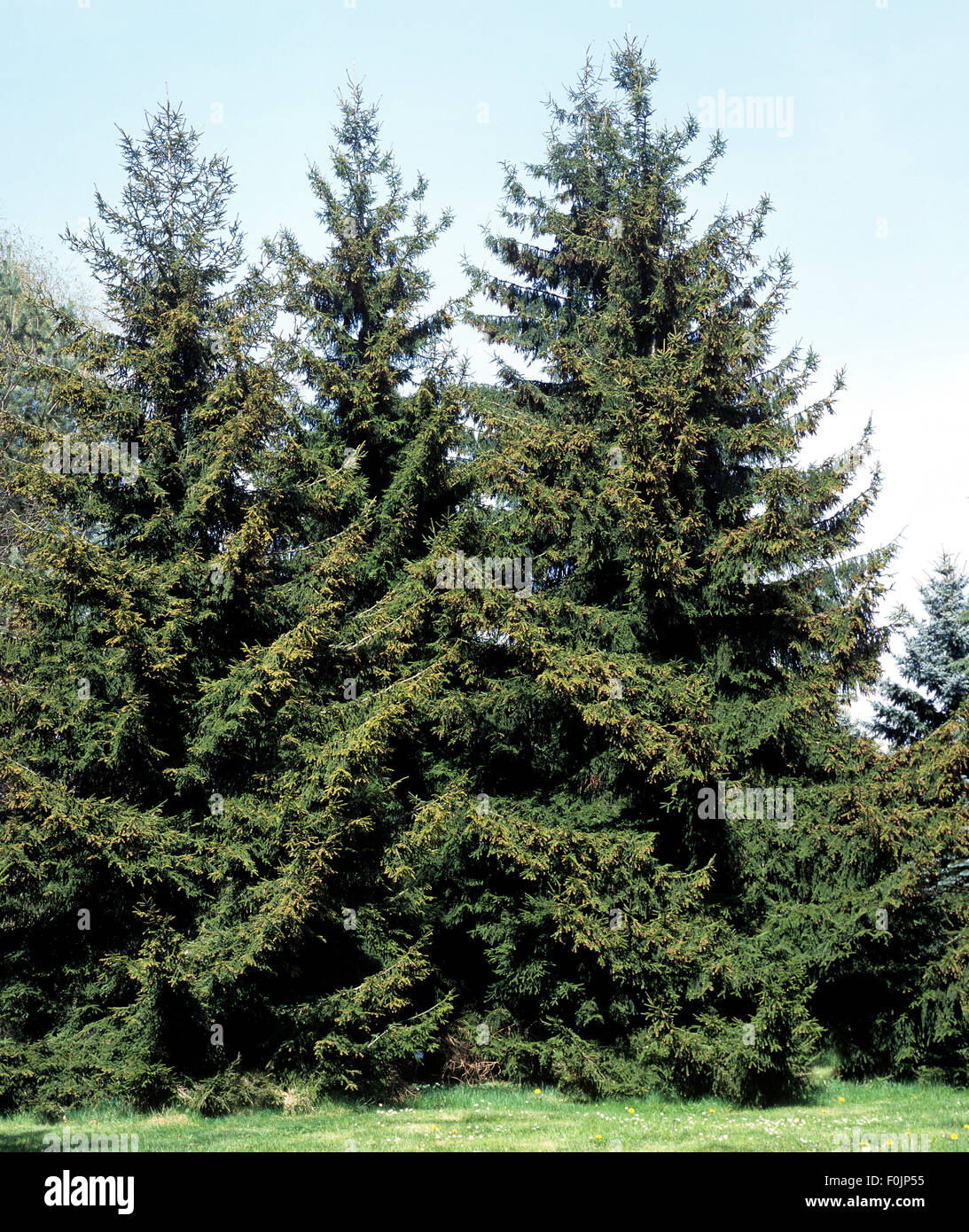 Fichte, Picea abies, orientalis, Stock Photo