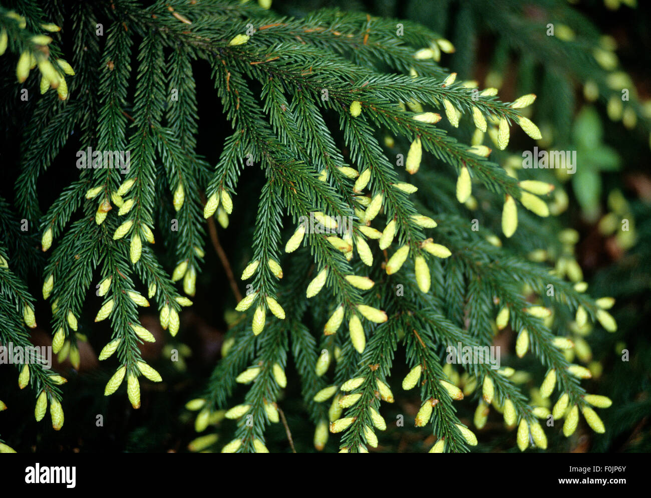 Gelbe Kakasus-Fichte, Fichte; Picea orientalis  Early gold Stock Photo