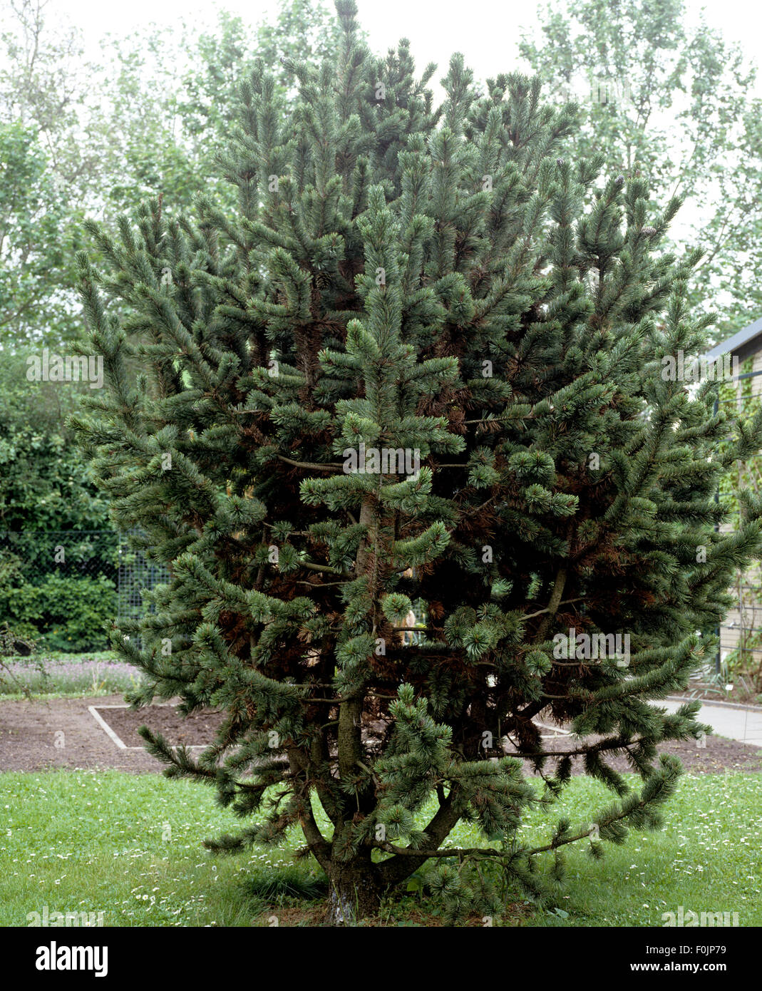 Grannenkiefer, Kiefer, Pinus aristata Stock Photo