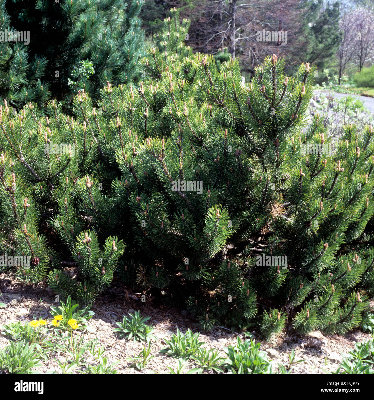 Hakenkiefer, Pinus uncinata Stock Photo