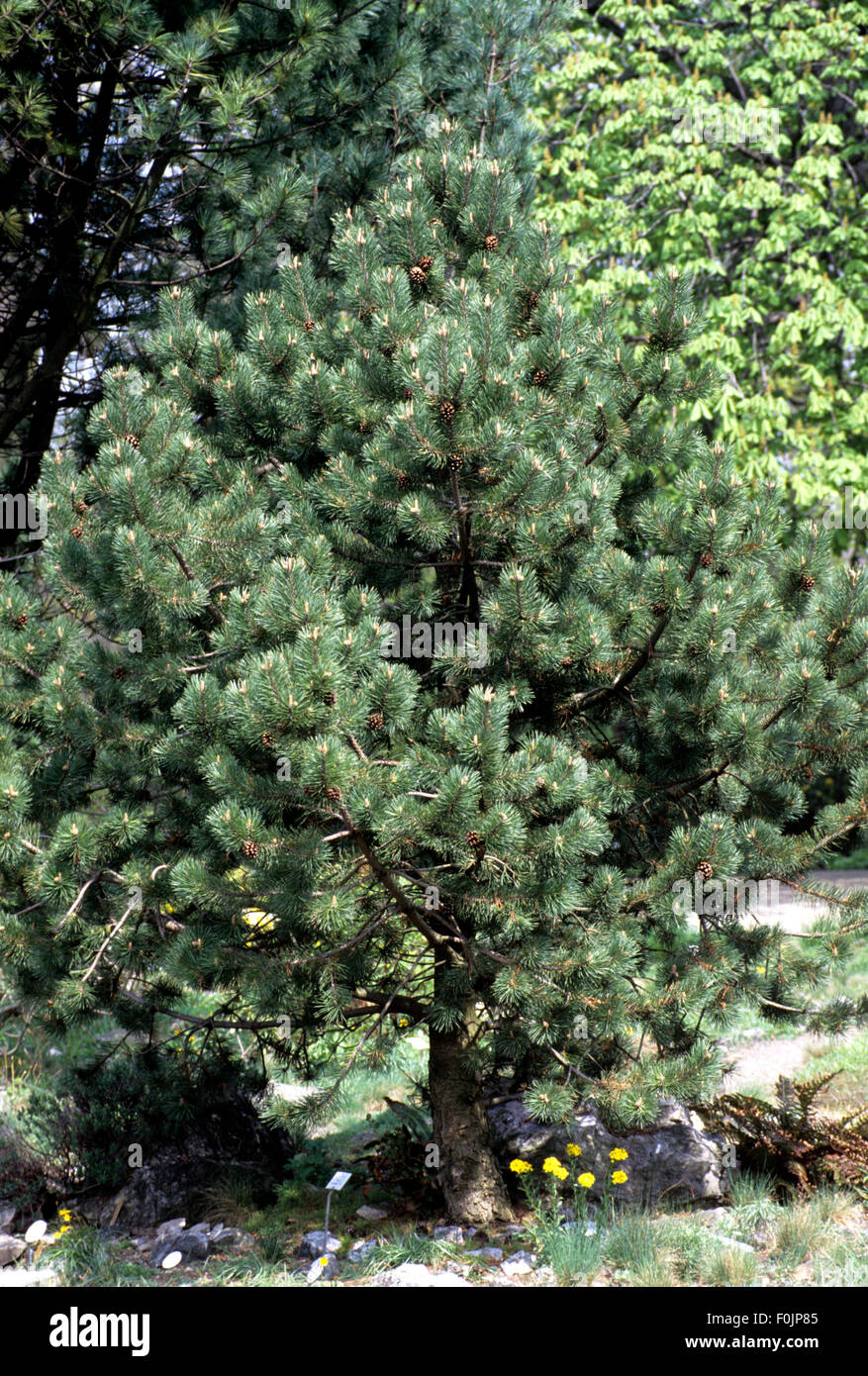 Hakenkiefer, Pinus uncinata Stock Photo