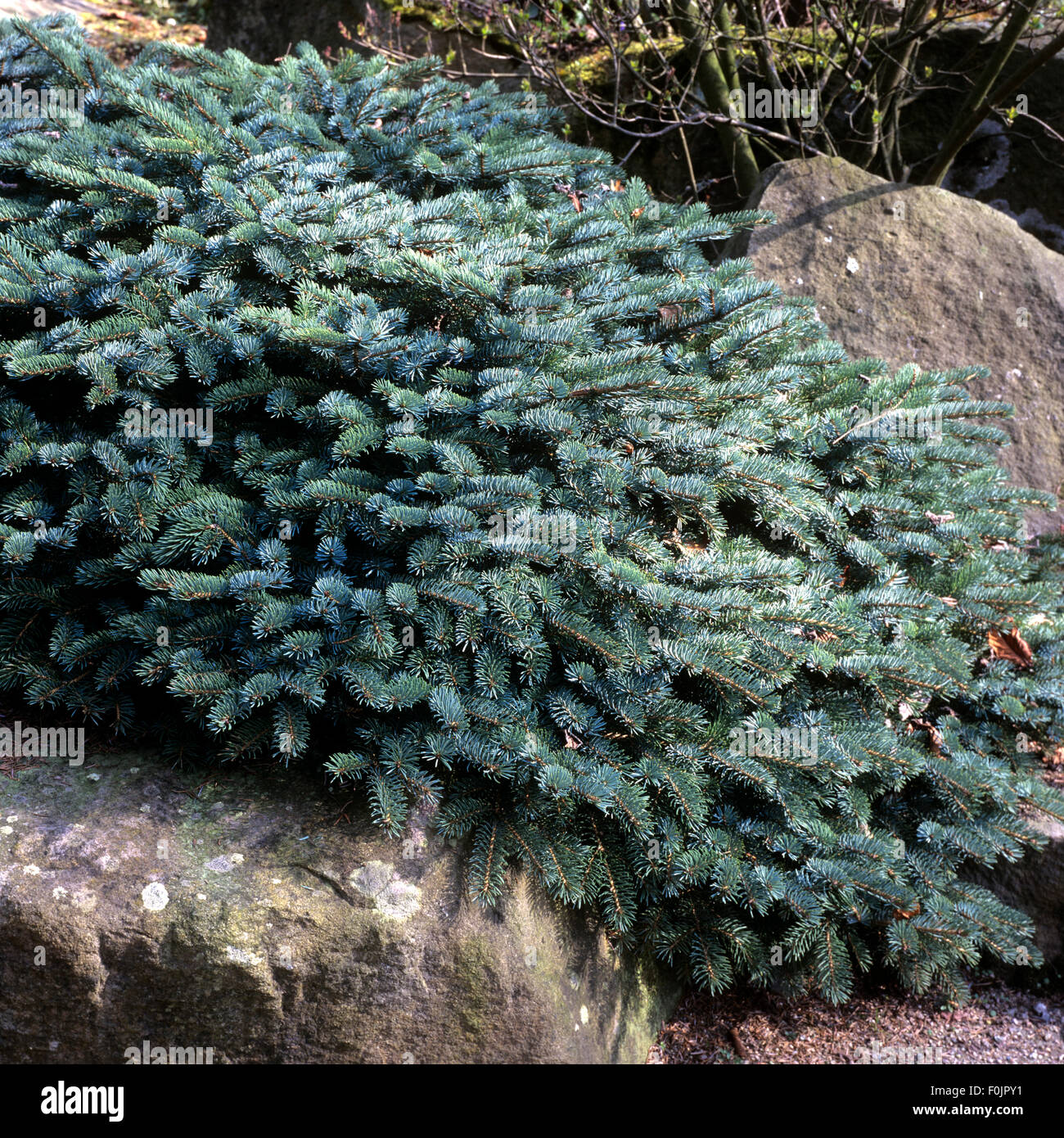Serbische Fichte; Picea x mariorika, Hybrid Stock Photo
