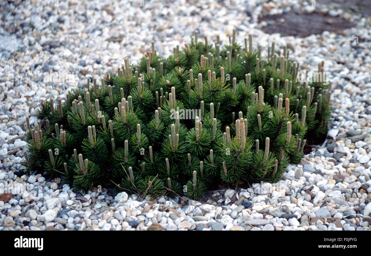 Kiefer, Pinus Stock Photo