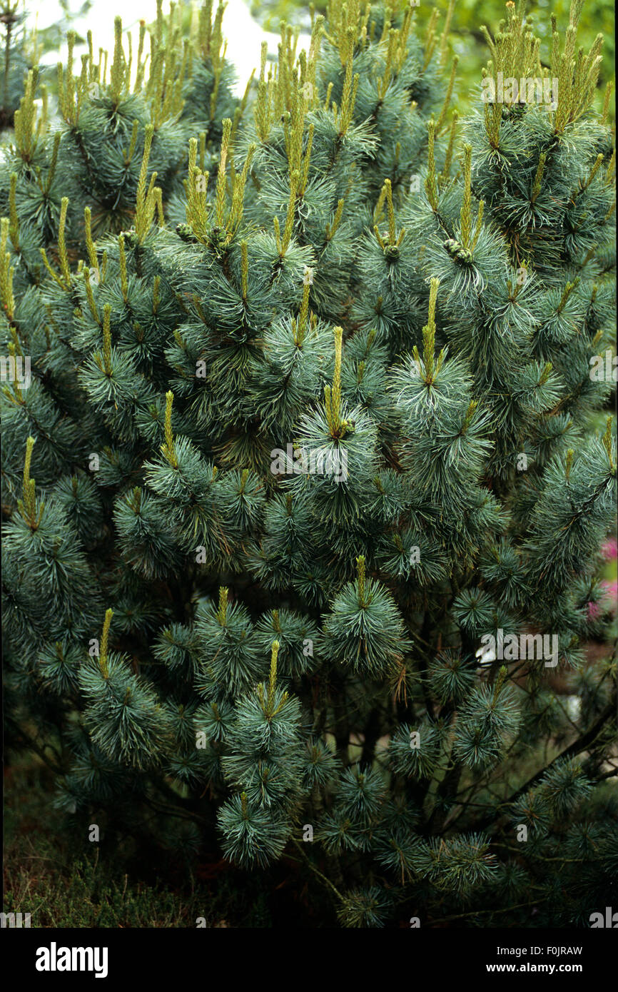 Ostasiatische, Zwerg-Kiefer, Kiefer, Pinus pumilla, Glauca Oosthoek Stock Photo
