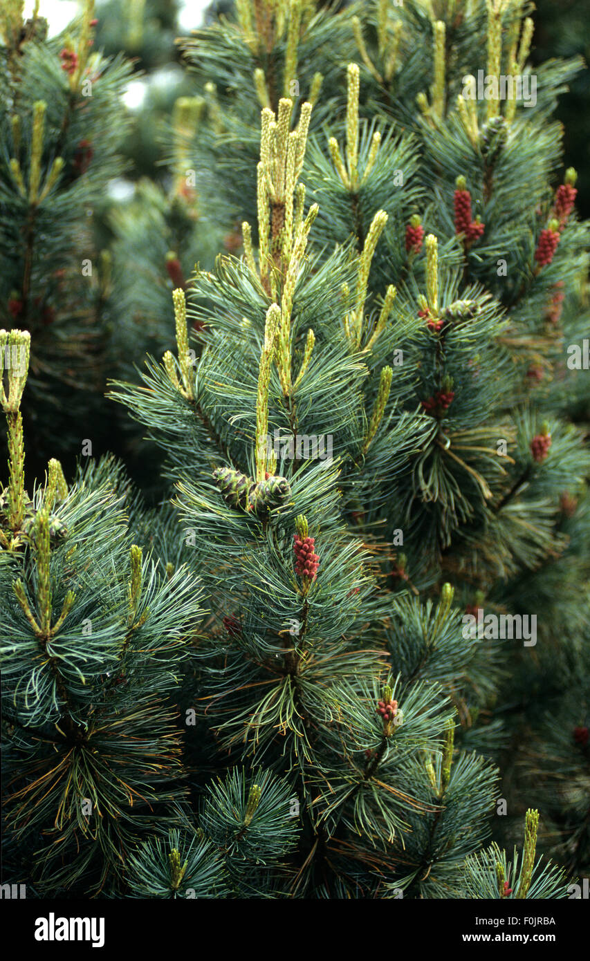 Schmalwuechsige Pummelkiefer, Pinus pumila, Saentis Stock Photo